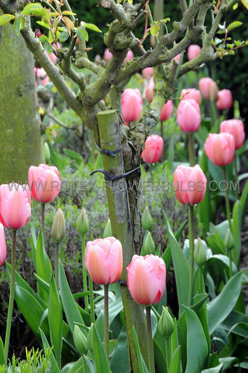 jumbo landscape pkgs tulipa darwin hybrid pink impression 1112 cm 10 pkgsx 50