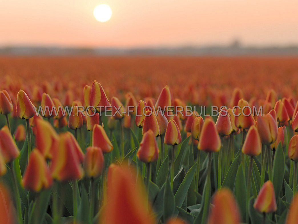 jumbo landscape pkgs tulipa triumph kees nelis 1112 cm 10 pkgsx 50