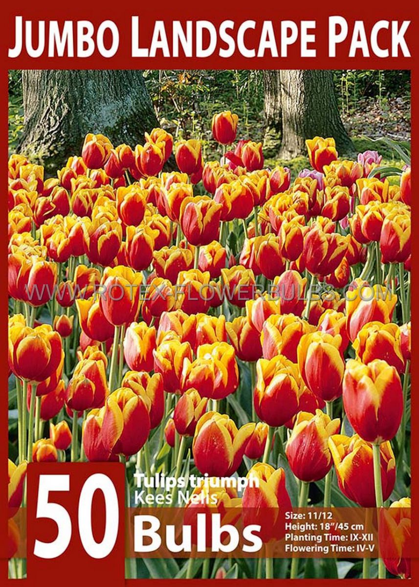 jumbo landscape pkgs tulipa triumph kees nelis 1112 cm 10 pkgsx 50