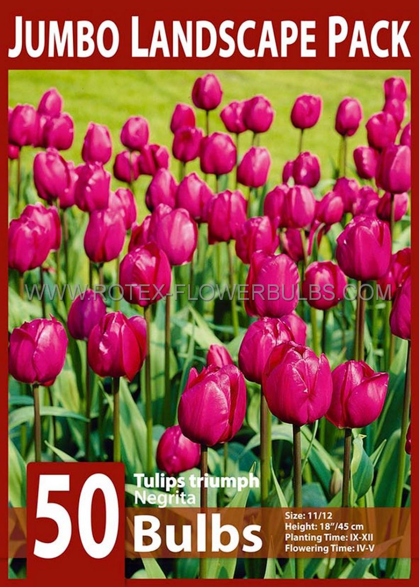 jumbo landscape pkgs tulipa triumph negrita 1112 cm 10 pkgsx 50