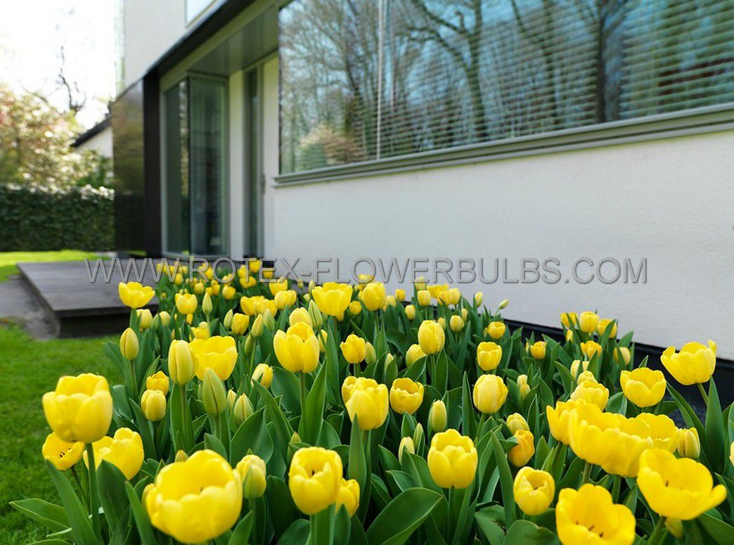 jumbo landscape pkgs tulipa triumph strong gold 1112 cm 10 pkgsx 50