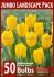 jumbo landscape pkgs tulipa triumph strong gold 1112 cm 10 pkgsx 50