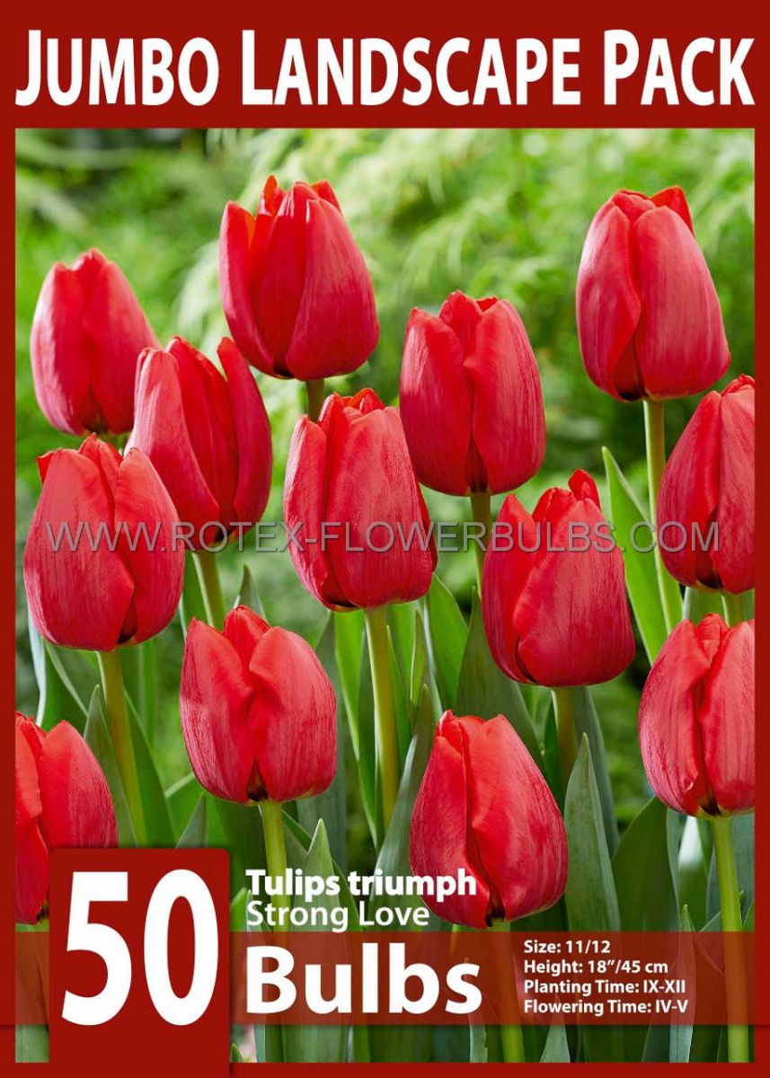 jumbo landscape pkgs tulipa triumph strong love 1112 cm 10 pkgsx 50