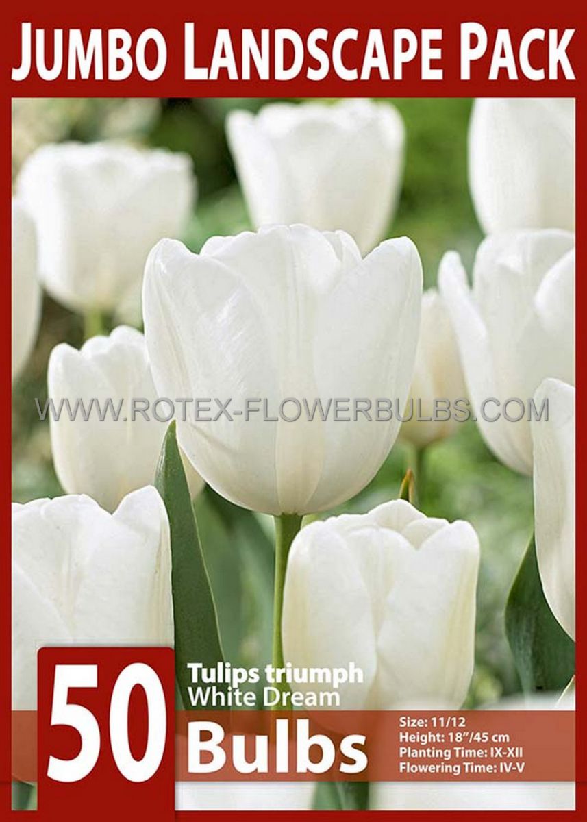 jumbo landscape pkgs tulipa triumph white dream 1112 cm 10 pkgsx 50