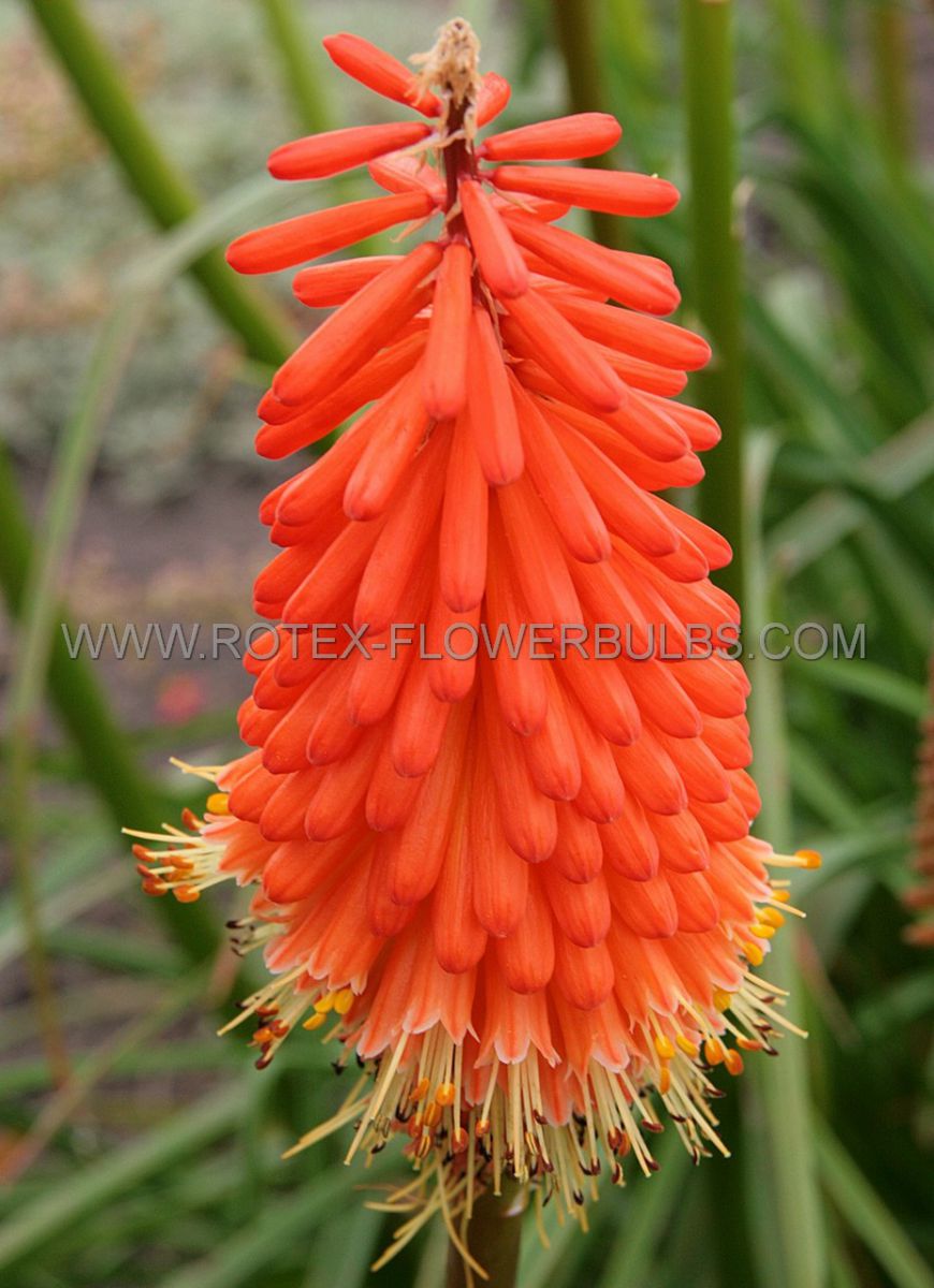 KNIPHOFIA (TORCH LILY) ‘ALCAZAR‘ I (25 P.BAG) Rotex Flowerbulbs BV