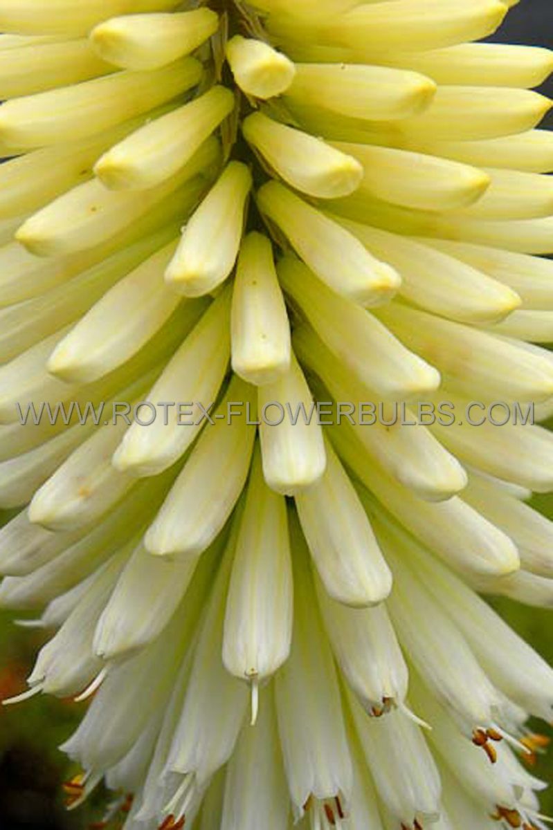 kniphofia torch lily ice queen i 25 pbag
