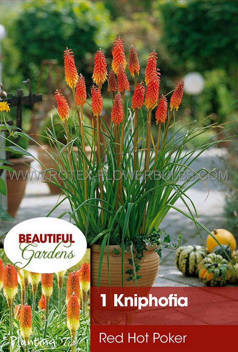 kniphofia torch lily red hot poker i 10 pkgsx 1