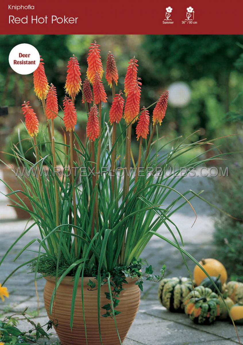 kniphofia torch lily red hot poker i 25 popen top box