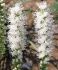 liatris gayfeather spicata alba 1214 cm 100 pbinbox