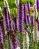 Liatris Blazing Star Mix Purple and White 1214 cm. 25 Symphony of Colors Pkgs.x 18