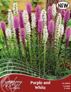 Liatris Mix ‘Purple and White‘ 12/14 cm. (25 Symphony of Colors Pkgs.x 18)