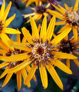 Ligularia (Golden Ray) Dentata ‘Britt-Marie Crawford‘ I (150 p.Carton)
