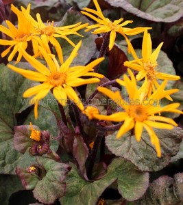 Ligularia (Golden Ray) Dentata ‘Garden Confetti‘ I (150 p.Carton)