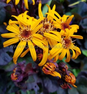 Ligularia (Golden Ray) Dentata ‘Pandora‘ I (150 p.Carton)