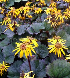 Ligularia (Golden Ray) Dentata ‘Twilight‘ I (150 p.Carton)