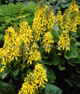 Ligularia (Golden Ray) x Hessei ‘Little Lantern‘ I (150 p.Carton)