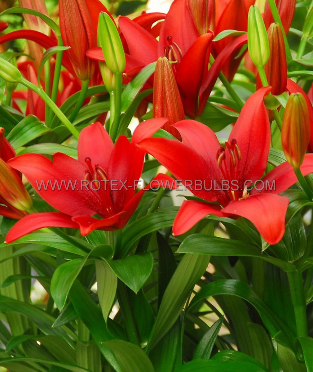 LILIUM ASIATIC (BORDER/POTS) ‘CAVOLI‘ 16/18 CM. (25 P.OPEN TOP BOX