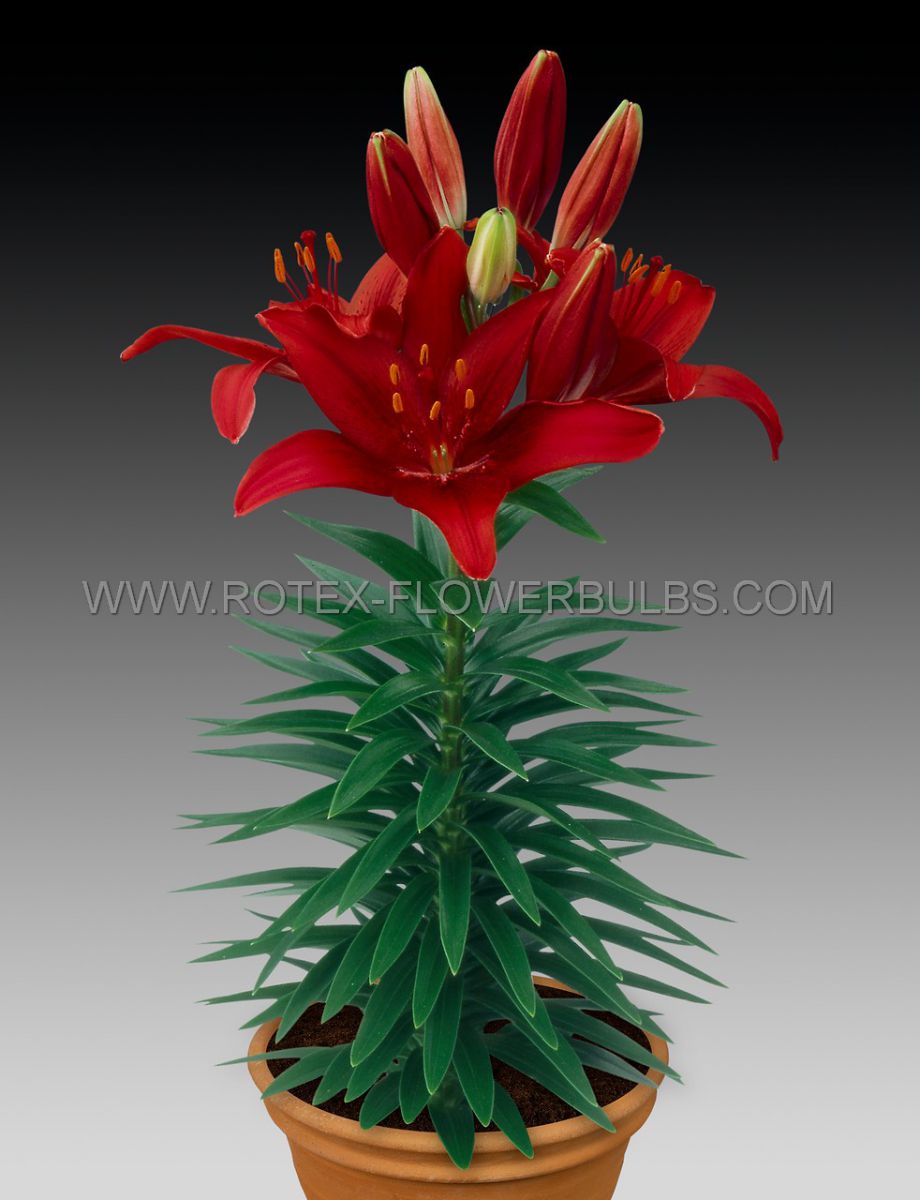 LILIUM ASIATIC (BORDER/POTS) ‘CAVOLI‘ 16/18 CM. (25 P.OPEN TOP BOX