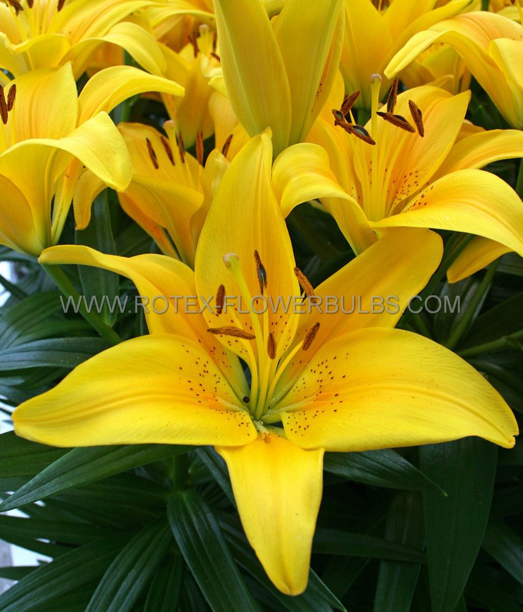LILIUM ASIATIC (BORDER/POTS) ‘TINY BEE‘ 14/16 CM. (30 P.CARTON) | Rotex
