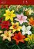 Lilium Asiatic Mix 1618 cm. 25 Loose p.Open Top Box