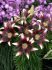 Lilium Asiatic Nettys Pride 1618 cm. 10 Quality Pkgs.x 2