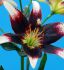Lilium Asiatic Nettys Pride 1618 cm. 25 Loose p.Open Top Box