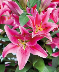 Lilium Oriental ‘After Eight‘ 16/18 cm. (10 Quality Pkgs.x 2)