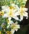 Lilium Oriental Baferrari 1618 cm. 10 Quality Pkgs.x 2