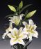 Lilium Oriental Baferrari 1618 cm. 10 Quality Pkgs.x 2