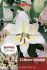 Lilium Oriental Hocus Pocus 1618 cm. 10 Quality Pkgs.x 2
