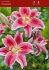 Lilium Oriental Stargazer 1416 cm. Bulk Super Value 300 Loose p.Plastic Crate