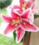 Lilium Oriental ‘Stargazer‘ 16/18 cm. (10 Quality Pkgs.x 2)