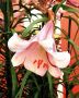 Lilium Oriental Trumpet ‘Eastern Moon‘ 16/18 cm. (25 Loose p.Open Top Box)