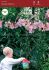 Lilium Oriental Trumpet Eastern Moon 1618 cm. 25 Loose p.Open Top Box