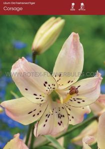 Lilium Tiger Old Fashioned ‘Corsage‘ 16/18 cm. (25 Loose p.Open Top Box)