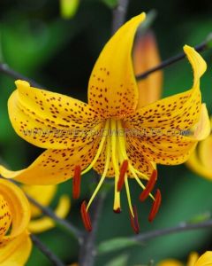 Lilium Tiger Old Fashioned ‘Leichtlinii‘ 16/18 cm. (25 Loose p.Open Top Box)