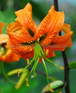 LILIUM TIGER OLD FASHIONED ‘TULBAND HENRYI‘ 16/18 CM. (25 P.OPEN TOP BOX)