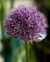 Allium ‘Gladiator‘ 20/22 cm. (15 Quality Pkgs.x 1)