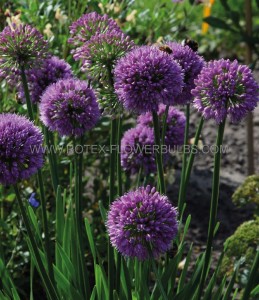 Allium (Ornamental Onion) Hybrid ‘Millenium‘ I (25 p.Bag)