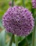 Allium ‘Pinball Wizard‘ 20/+ cm. (15 Loose p.Binbox)