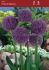 Allium Pinball Wizard 20 cm. 15 Loose p.Binbox