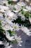 miscellaneous anemone blanda white splendour 6 cm 100 loose pbinbox