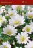 miscellaneous anemone blanda white splendour 6 cm 100 pbinbox