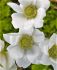 Anemone Coronaria Single The Bride 89 cm. 100 Loose p.Binbox