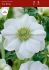 Anemone Coronaria Single The Bride 89 cm. 100 Loose p.Binbox