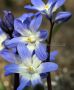 Chionodoxa Luciliae 5/+ cm. (20 Quality Pkgs.x 10) Chionodoxa Luciliae 5/+ cm. (20 Quality Pkgs.x 10)
