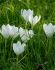 Colchicum Album 1618 cm. 25 Loose p.Binbox