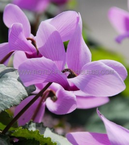 Cyclamen ‘Neapolitanum‘ 15/+ cm. (15 Quality Pkgs.x 1)