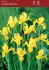 miscellaneous dutch iris golden beauty 89 cm 250 pbinbox