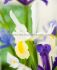 miscellaneous dutch iris mix 89 cm 15 quality pkgsx 10